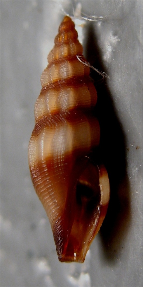 Bela laevigata